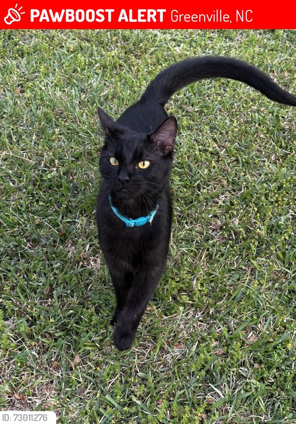 Lost Male Cat last seen Summer Haven Dr, Greenville, NC 27858