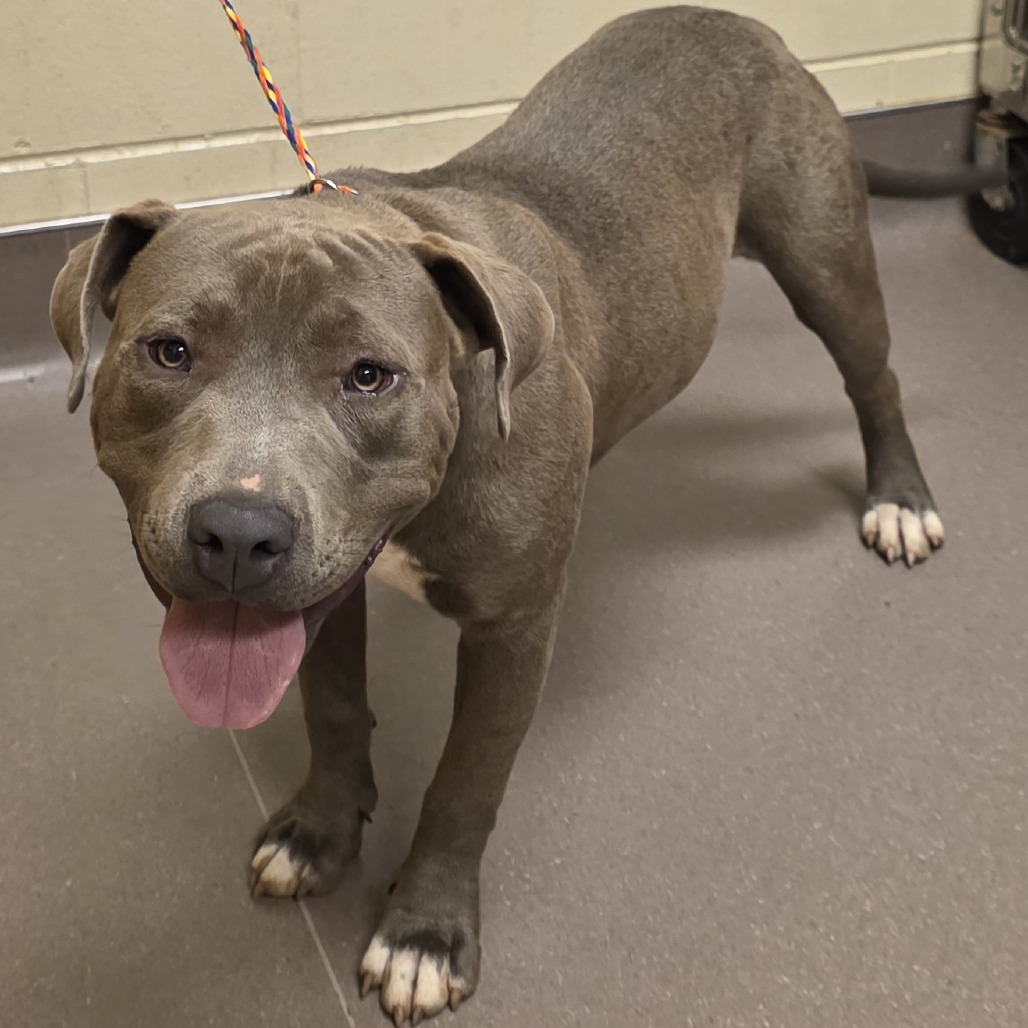 Shelter Stray Male Dog last seen , 3428 S Jenkins Ave, Norman, OK 73072, USA