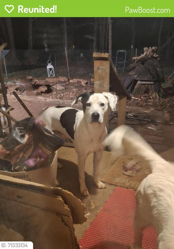 Reunited Male Dog last seen Paw paw rd. Stoneville NC 27048, Stoneville, NC 27048