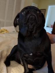 Lost Female Dog last seen Nix Rd and McCarley Road, Phil Campbell, AL 35581