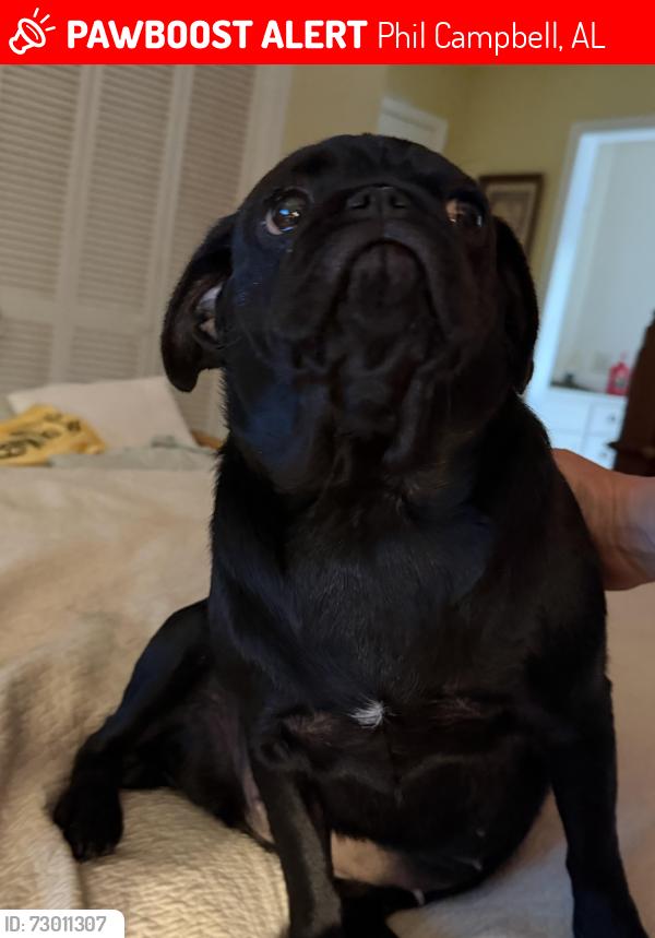 Lost Female Dog last seen Nix Rd and McCarley Road, Phil Campbell, AL 35581