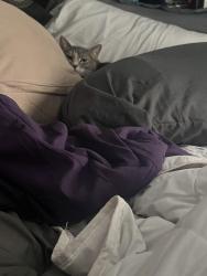 Lost Female Cat last seen Near her home Hyacinth Dr and Mockingbird Lane, Willowbrook, IL 60527