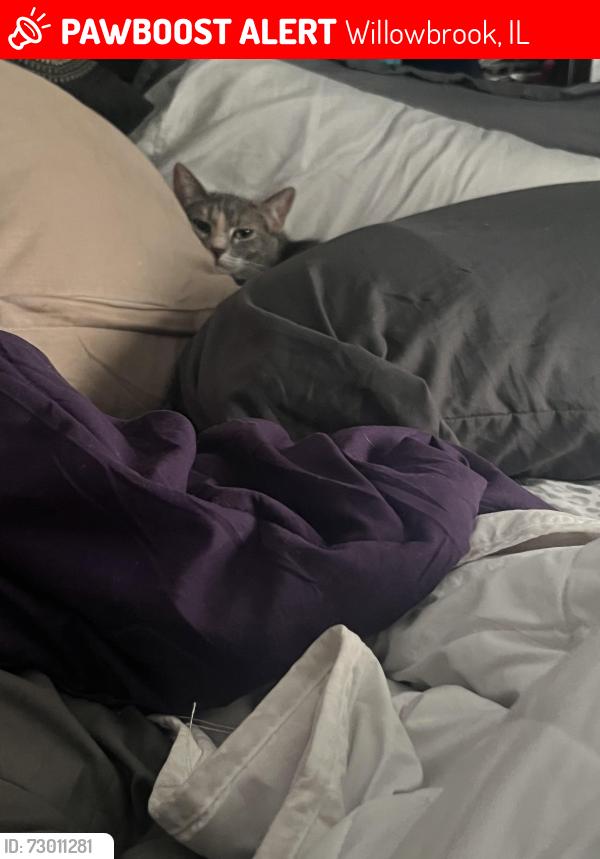 Lost Female Cat last seen Near her home Hyacinth Dr and Mockingbird Lane, Willowbrook, IL 60527