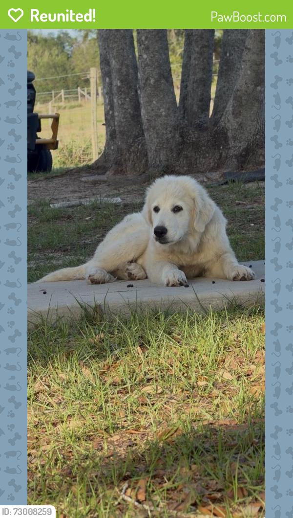 Reunited Female Dog last seen Near Bruce Hunt Rd, Clermont, FL 34715, USA, Clermont, FL 34715