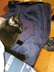 Lost Male Cat last seen Callender street and Magee street Cambridge, Cambridge, MA 02139