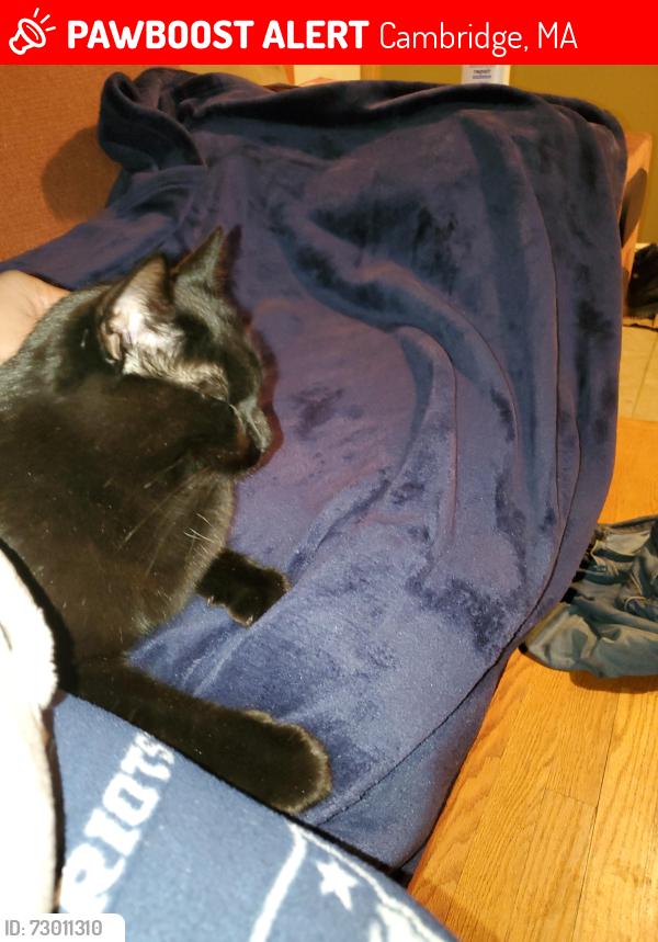 Lost Male Cat last seen Callender street and Magee street Cambridge, Cambridge, MA 02139