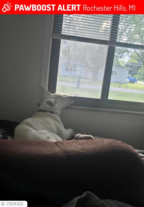 Lost Female Dog last seen Morley and melvin, Rochester Hills, MI 48307