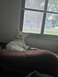 Lost Female Dog last seen Morley and melvin, Rochester Hills, MI 48307