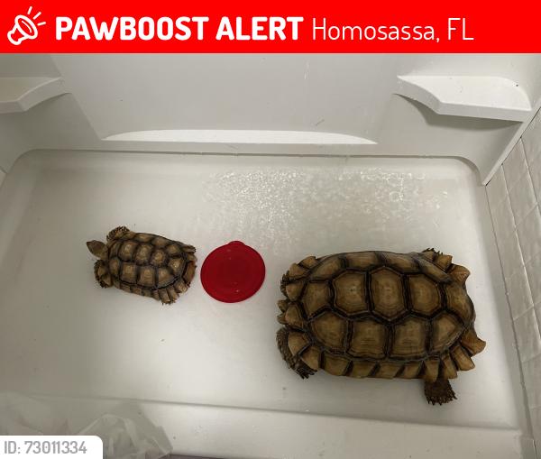 Lost Male Reptile last seen Oldfield, Homosassa, FL 34446
