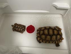 Lost Male Reptile last seen Oldfield, Homosassa, FL 34446