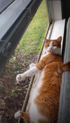 Lost Male Cat last seen Lenora Church Road, Snellville Georgia, Loganville, GA 30052