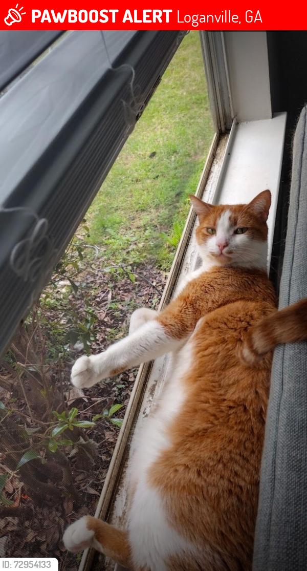 Lost Male Cat last seen Lenora Church Road, Snellville Georgia, Loganville, GA 30052