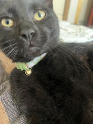 Lost Male Cat last seen Apache Place and Aztec, Henderson, NV 89015