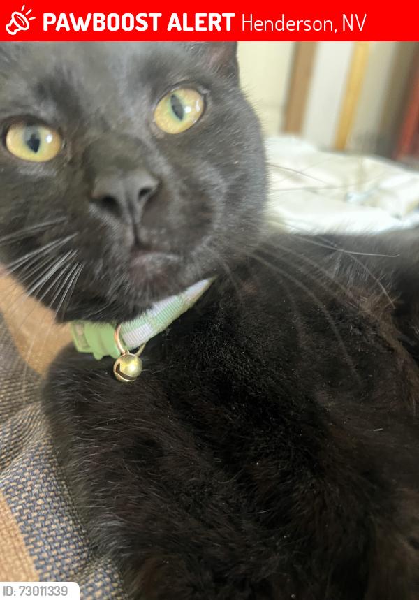Lost Male Cat last seen Apache Place and Aztec, Henderson, NV 89015