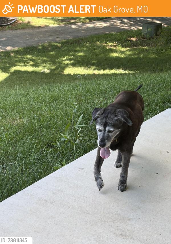 Found/Stray Unknown Dog last seen Hardsaw rd, Oak Grove, MO 64075