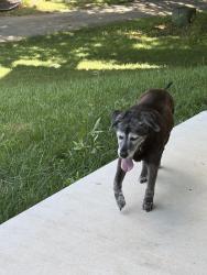 Found/Stray Unknown Dog last seen Hardsaw rd, Oak Grove, MO 64075
