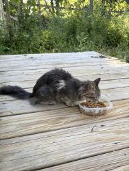 Found/Stray Unknown Cat last seen Mishawaka fire department, Mishawaka, IN 46544