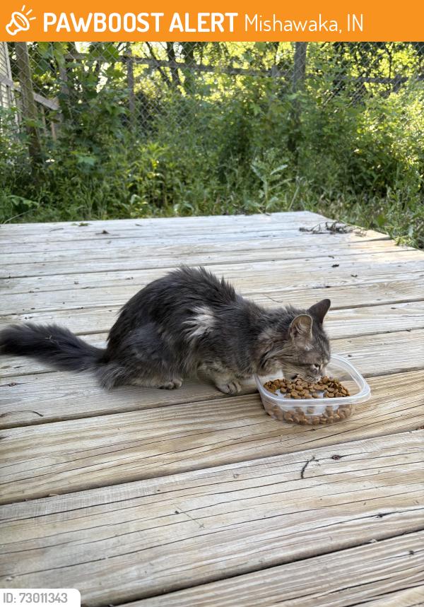 Found/Stray Unknown Cat last seen Mishawaka fire department, Mishawaka, IN 46544