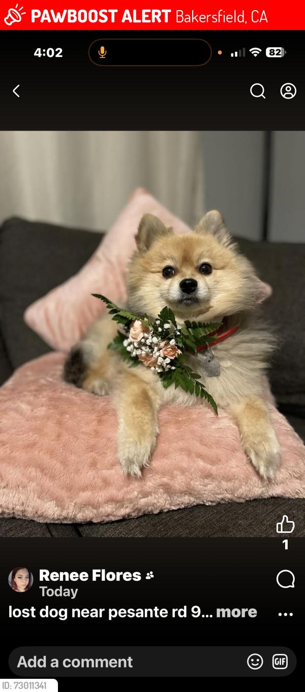 Lost Female Dog last seen Pesante and center, Bakersfield, CA 93306