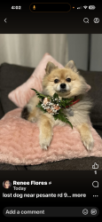 Lost Female Dog last seen Pesante and center, Bakersfield, CA 93306