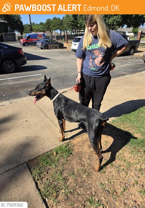 Found/Stray Female Dog last seen 2nd street, Edmond, OK 73034