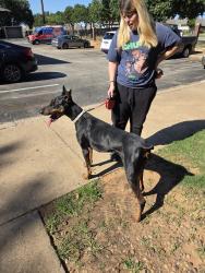 Found/Stray Female Dog last seen 2nd street, Edmond, OK 73034