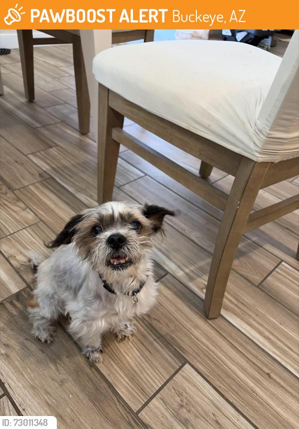 Found/Stray Male Dog last seen Watson Rd and lower Buckeye Rd, neighborhood next to Sundance park, Buckeye, AZ 85236