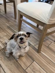 Found/Stray Male Dog last seen Watson Rd and lower Buckeye Rd, neighborhood next to Sundance park, Buckeye, AZ 85236