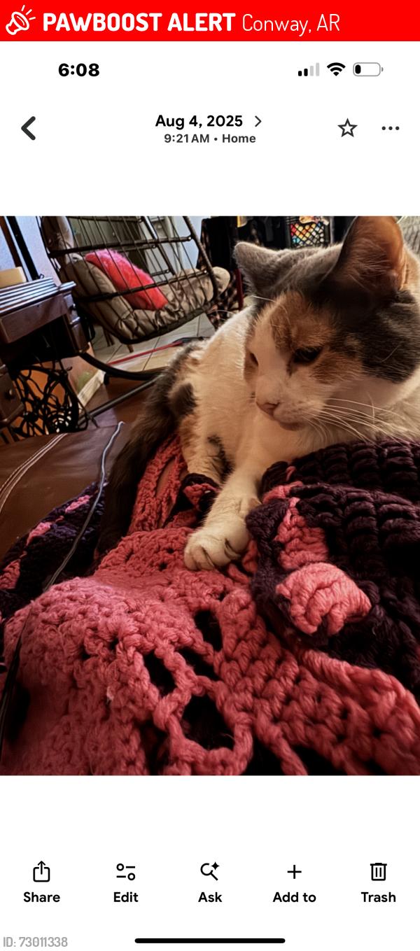 Lost Female Cat last seen Tyler street, meadow lake road, Conway, AR 72032