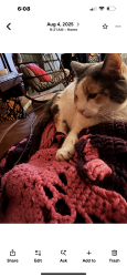Lost Female Cat last seen Tyler street, meadow lake road, Conway, AR 72032
