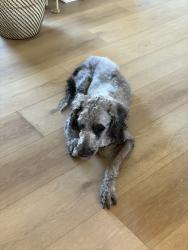 Lost Female Dog last seen Linden and KCID, Caldwell, ID 83605