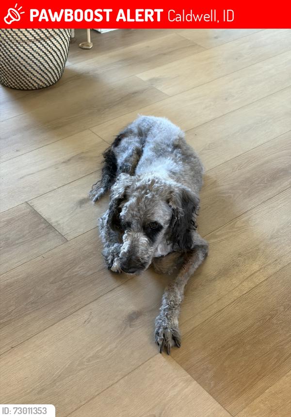 Lost Female Dog last seen Linden and KCID, Caldwell, ID 83605