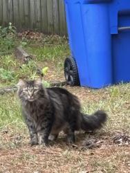Found/Stray Unknown Cat last seen Waters edge dr, Fayetteville, NC 28314