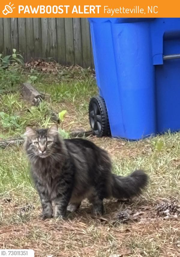 Found/Stray Unknown Cat last seen Waters edge dr , Fayetteville, NC 28314
