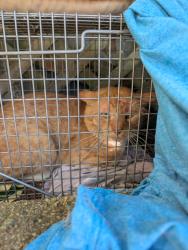 Found/Stray Unknown Cat last seen Bremer and Mason, Manchester, NH 03102