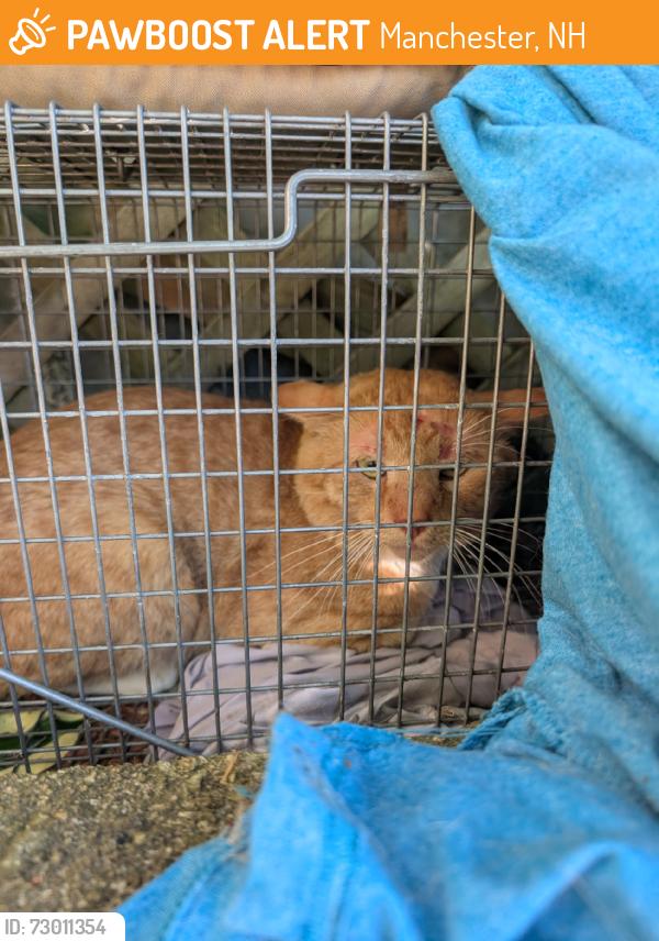 Found/Stray Unknown Cat last seen Bremer and Mason, Manchester, NH 03102