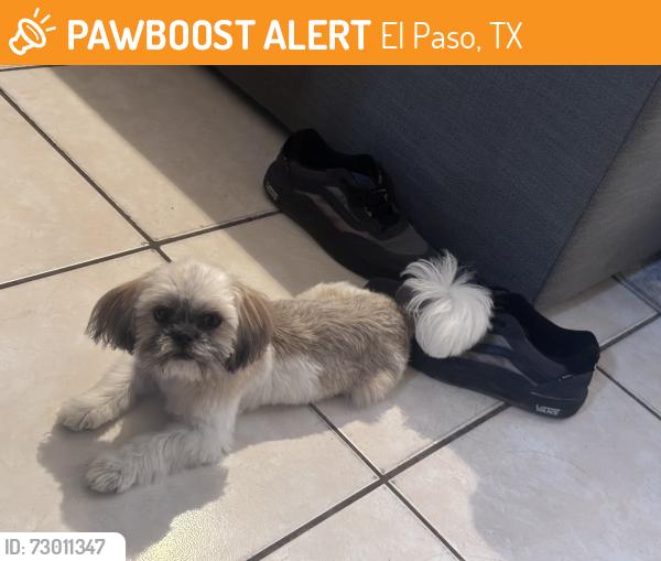 Found/Stray Female Dog last seen Fred Wilson and dyer in front of ATT, El Paso, TX 79930