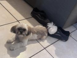 Found/Stray Female Dog last seen Fred Wilson and dyer in front of ATT, El Paso, TX 79930