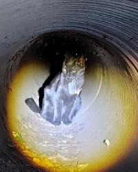 Found/Stray Unknown Cat last seen E Guadalupe Rd and S Ellsworth Rd, Mesa, AZ 85212