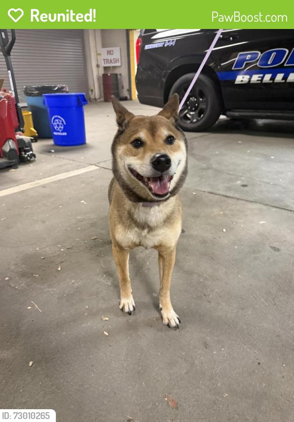 Reunited Male Dog last seen Near Tappan Ave, Belleville, NJ 07109
