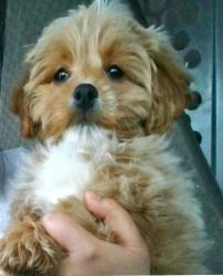 Lost Female Dog last seen next to Main St , Brockton, MA 02301