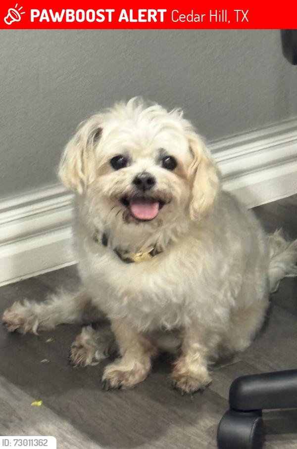 Lost Male Dog last seen Tangle ridge golf course , Cedar Hill, TX 75104
