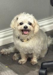 Lost Male Dog last seen Tangle ridge golf course , Cedar Hill, TX 75104