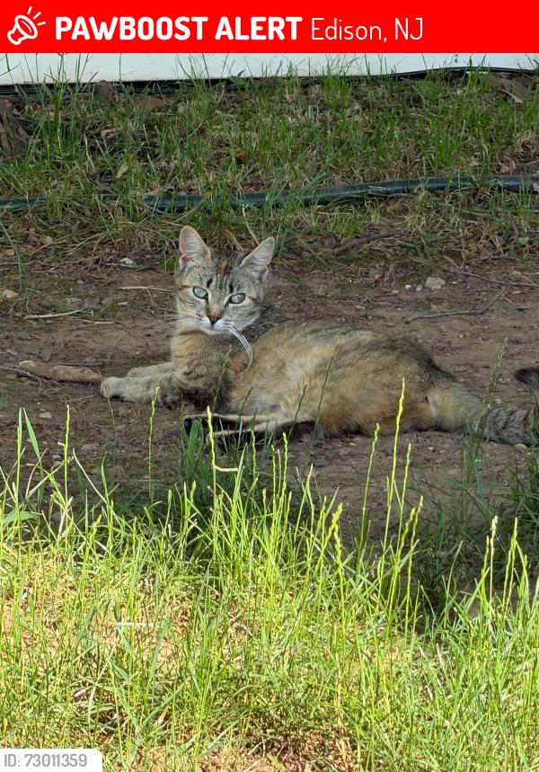 Lost Female Cat last seen intersection of Park Avenue and Talmadge road, Edison, NJ 08820
