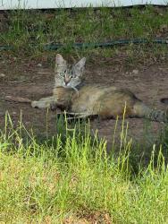 Lost Female Cat last seen intersection of Park Avenue and Talmadge road, Edison, NJ 08820