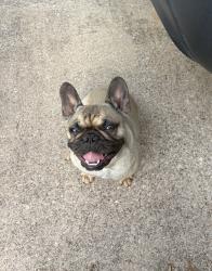 Reunited Female Dog last seen Tippy Terr, Edgecliff Village, TX 76134
