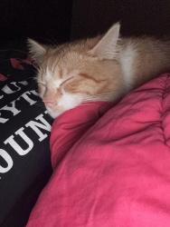 Reunited Male Cat last seen 35th and Barnes, Indianapolis, IN 46208