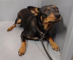 Shelter Stray Female Dog last seen , 11258 Garfield Ave, Downey, CA 90242, USA