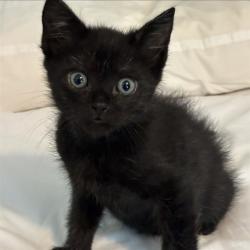 Shelter Stray Female Cat last seen MGREGOR DR/ FULSOM BLVD, 11232 B Ave, Auburn, CA 95603, USA