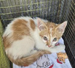Shelter Stray Male Cat last seen LE BLANC, 4710 TX-151, San Antonio, TX 78227, USA